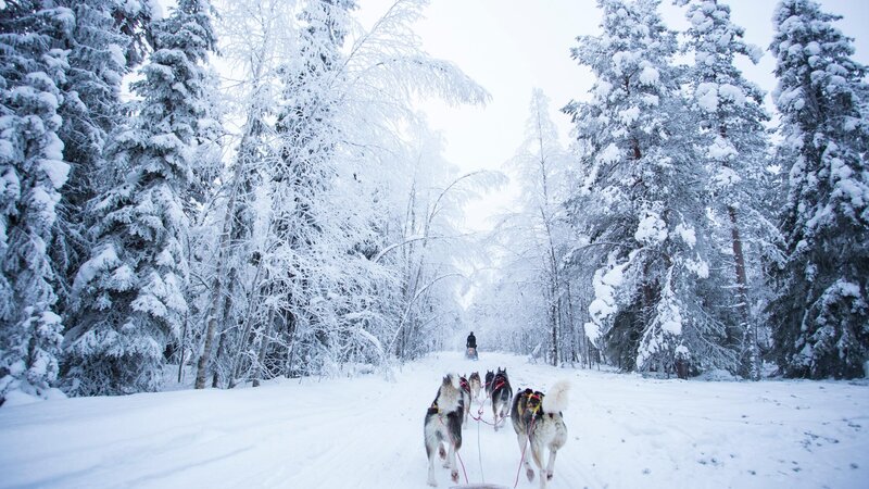 Finland-Zweden-Lapland-husky-safari 7