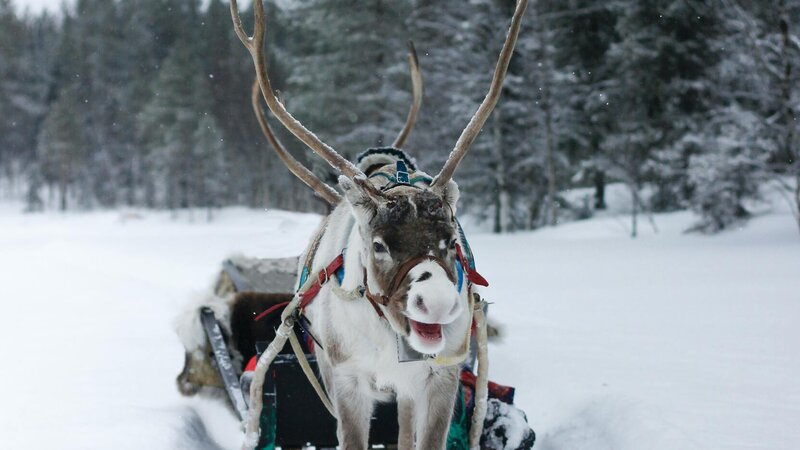 Finland-Zweden-Lapland-rendier-safari-slee-sneeuw 6