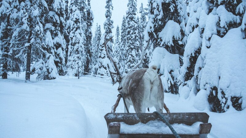 Finland-Zweden-Lapland-rendier-safari-slee-sneeuw 7