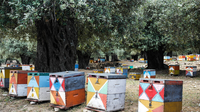 Griekenland-Halkidiki-Excursie-The-Joy-of-Bees 2