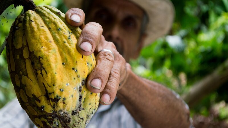 Guadeloupe-hoogtepunt-cacao-plukker