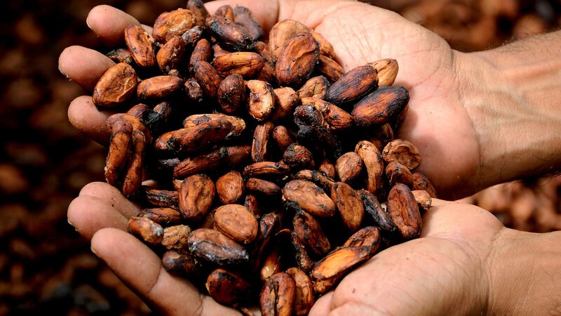 Guadeloupe-hoogtepunt-cacaobonen