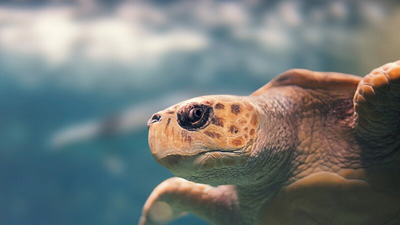 Guadeloupe-zeiltocht-op-zoek-naar-zeeschildpadden (3)