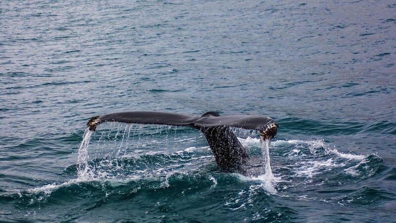 IJsland-whale-watching