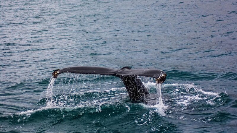 IJsland-whale-watching