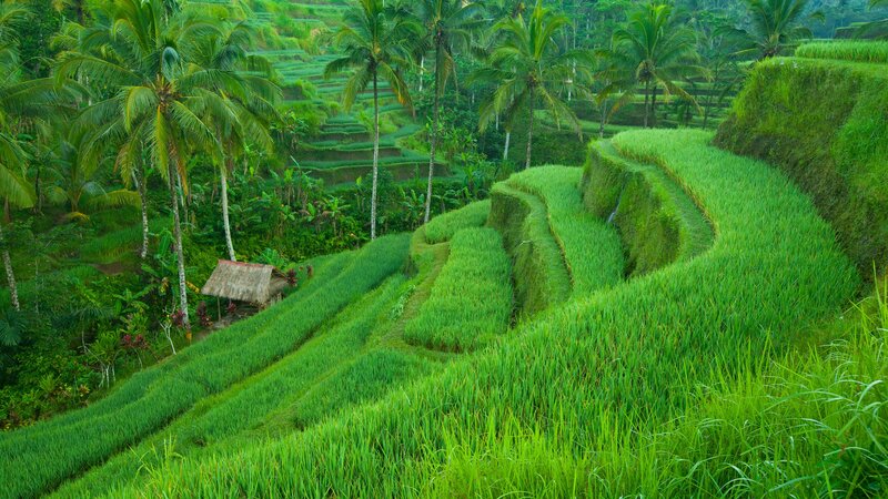 Indonesie-Bali-algemeen rijstvelden