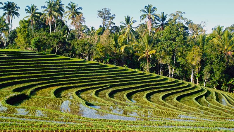 Indonesie-Bali-algemeen-rijstvelden