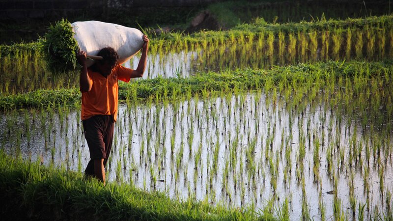 Indonesië-Bali-man werkt in rijstvelden