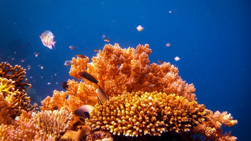 Indonesië-Bali-Menjangan snorkelen