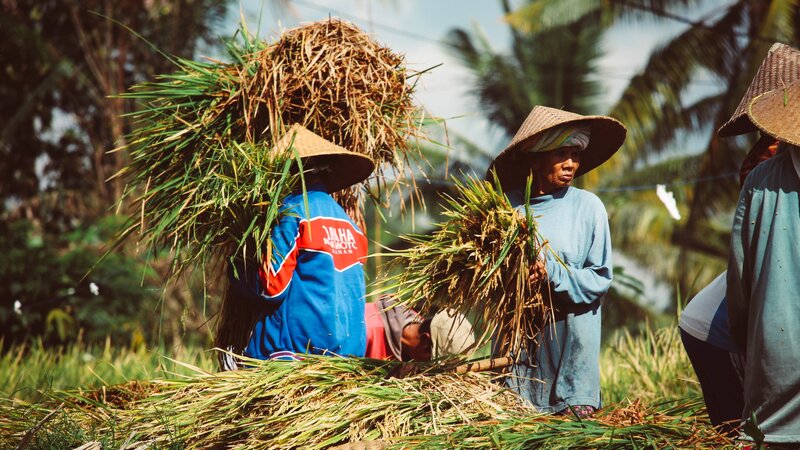 Indonesië-Bali-rijstwerkers
