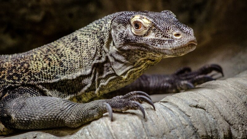 Indonesië-Excursie-Daguitstap-naar-Komodo-National-Park-vanuit-Labuan-Bajo-3