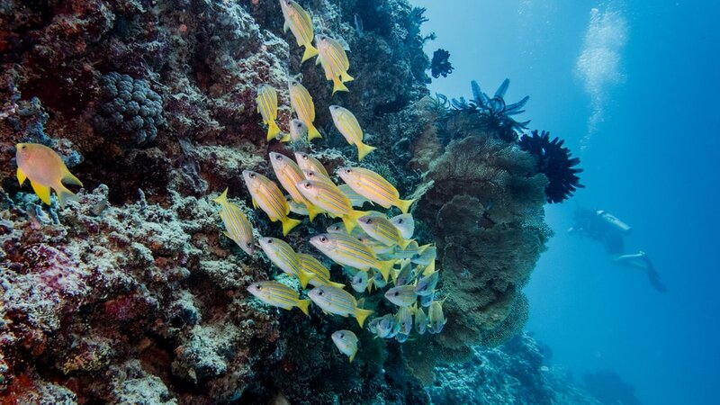 Indonesië-Gili-Eilanden-Excursie-snorkelexcursie-aan-de-Gili-eilanden-3