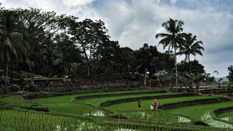 Indonesië-Java-Ijen-Resort-en-Villas-rijstpaddies