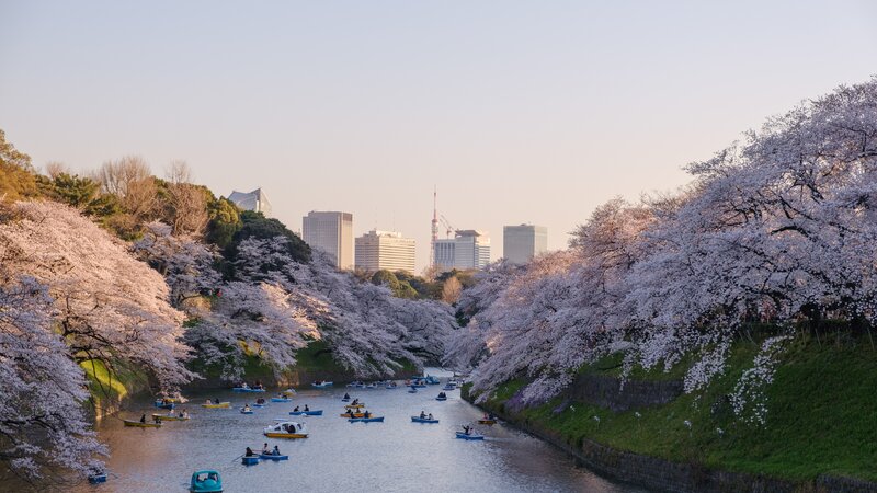 Amazing Familiereis in Japan