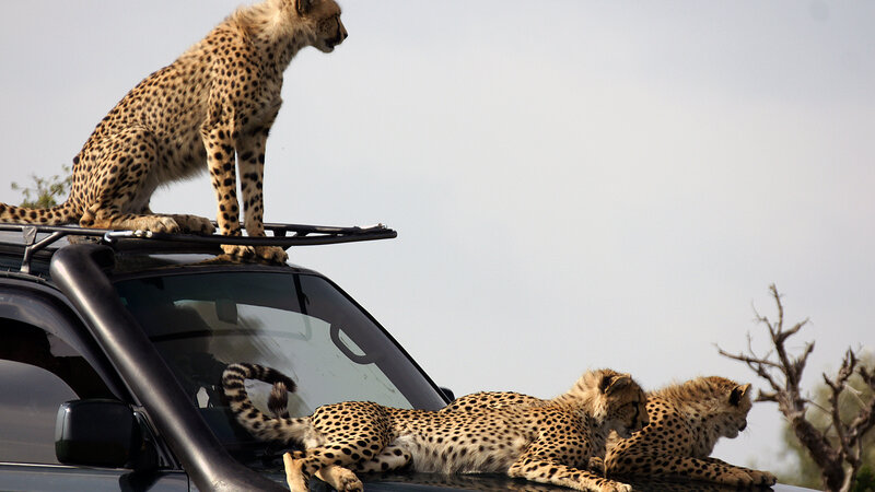 Kenia-algemeen-cheetas op wagen