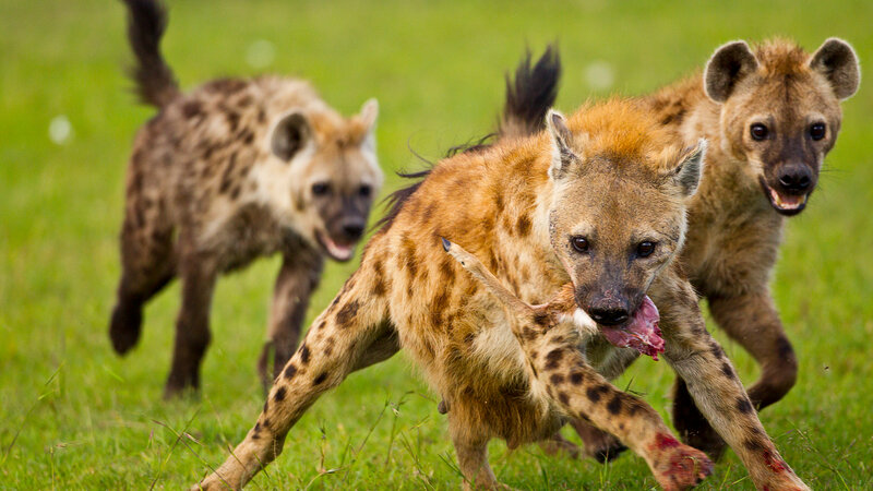 Kenia-algemeen-hyenas