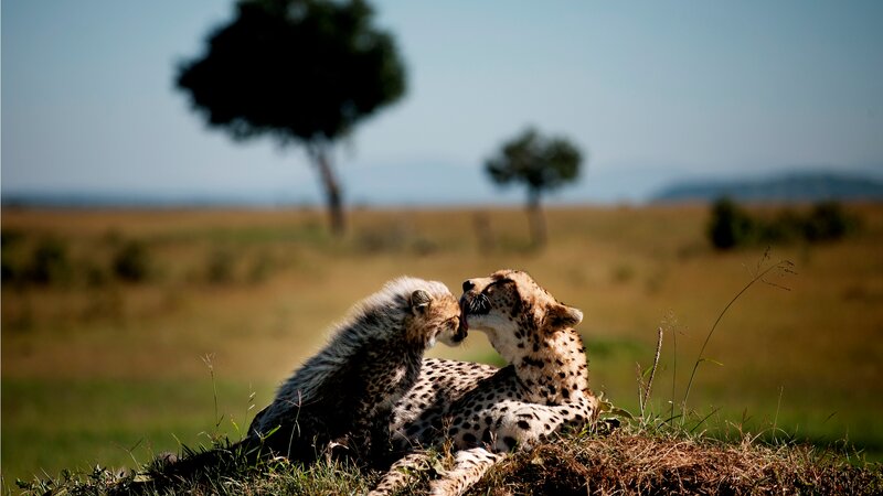 Amazing luxesafari in Kenia