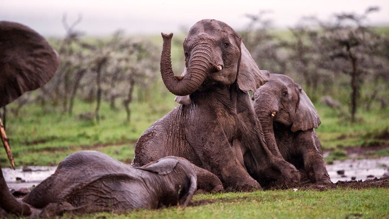 Kenia-algemeen-olifant (1)