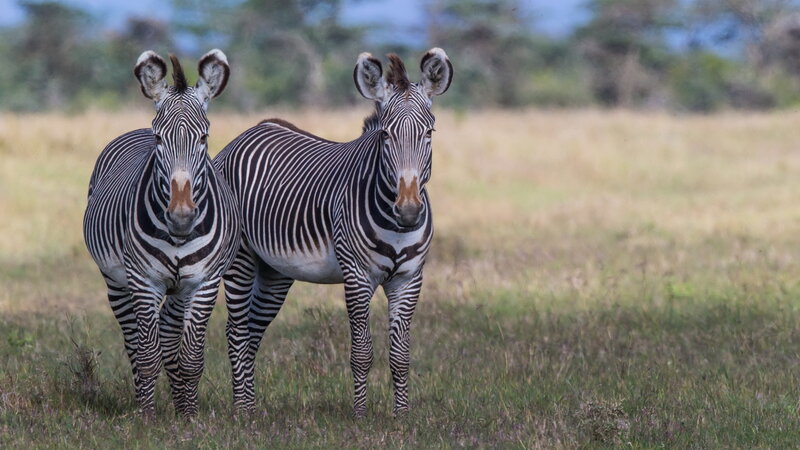 Kenia-algemeen-zebras