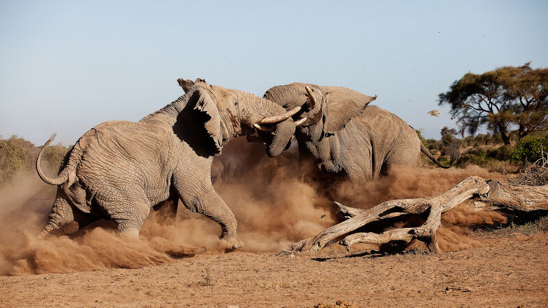 Kenia-Amboseli National Park-Elewana Tortilis Camp-olifanten
