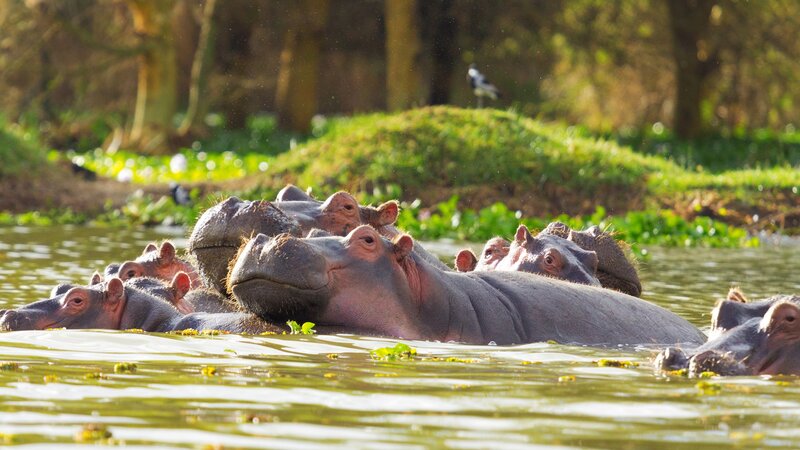 Kenia-Lake Naivasha-hoogtepunt 1