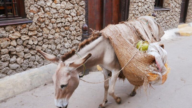 Kenia-Lamu-ezel als transportmiddel