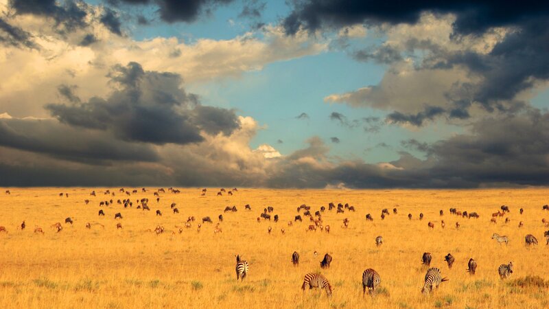 Kenia-Masai Mara NP-hoogtepunt (1)