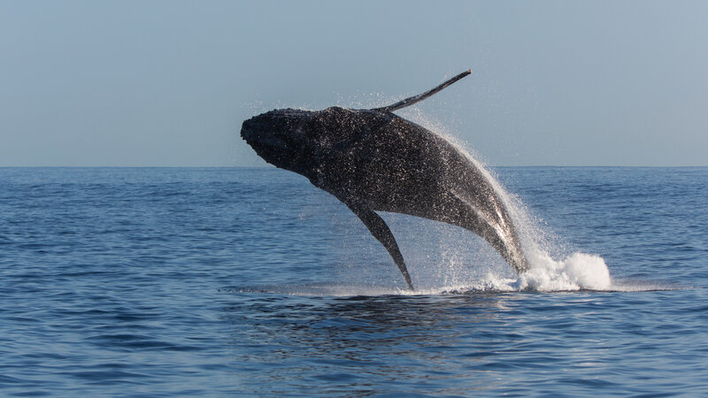 La-Reunion-westkust-excursie-cruise-walvis-CREDIT-IRT-lionel-ghighi