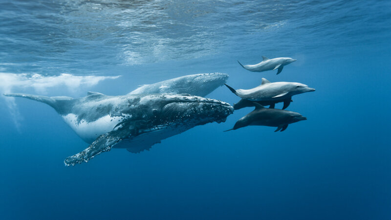 La-Reunion-westkust-excursie-cruise-walvis-dolfijnen-CREDIT-IRT-eric-lamblin 2