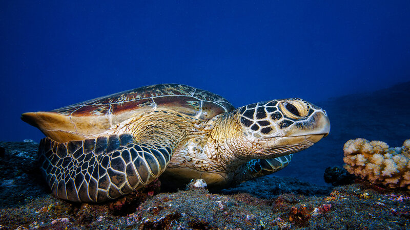 La-Reunion-westkust-zeeschildpad-CREDIT-IRT-gabriel-barathieu
