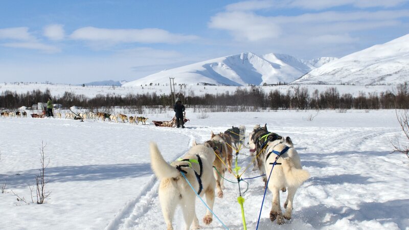 Lapland - Husky - Safari - Sneeuw (1)