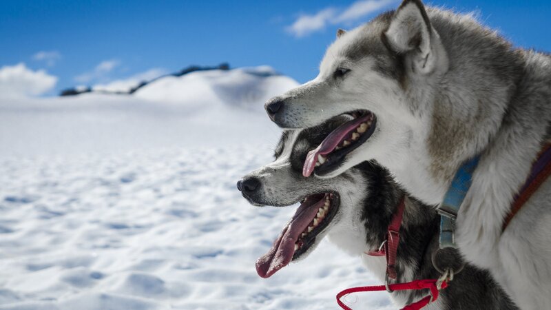 Lapland - Husky - Safari - Sneeuw (5)