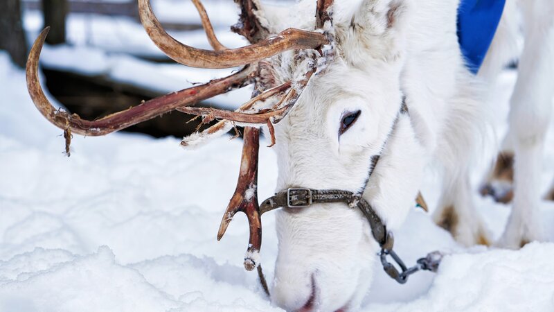 Lapland - Rendier - slee - sneeuw  (10)