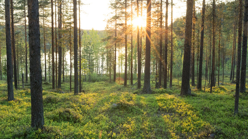 Lapland-Zweden-Harads-Loggers-Lodge-omgeving-zomer