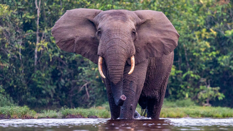 longo-wamp-olifant