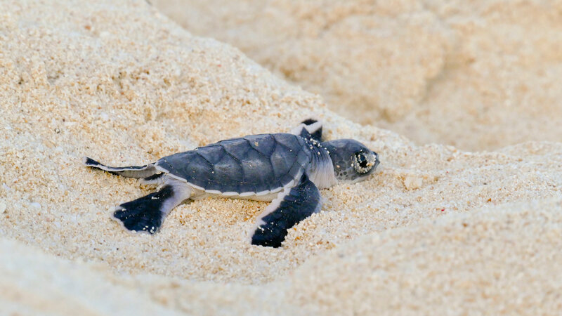 Madagaskar-nosy-komba-shutterstock_1498906490
