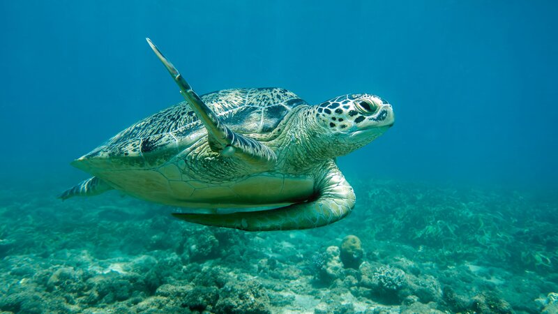 Madagaskar-nosy-komba-shutterstock_2415512861