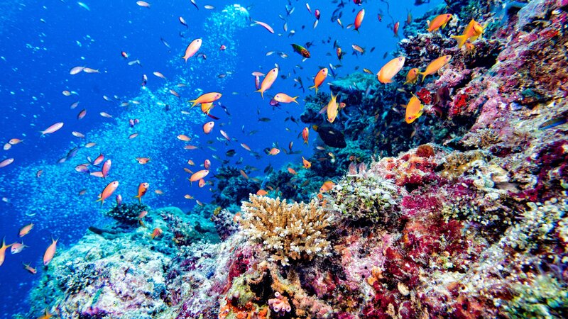 Malediven-koraal-snorkelen
