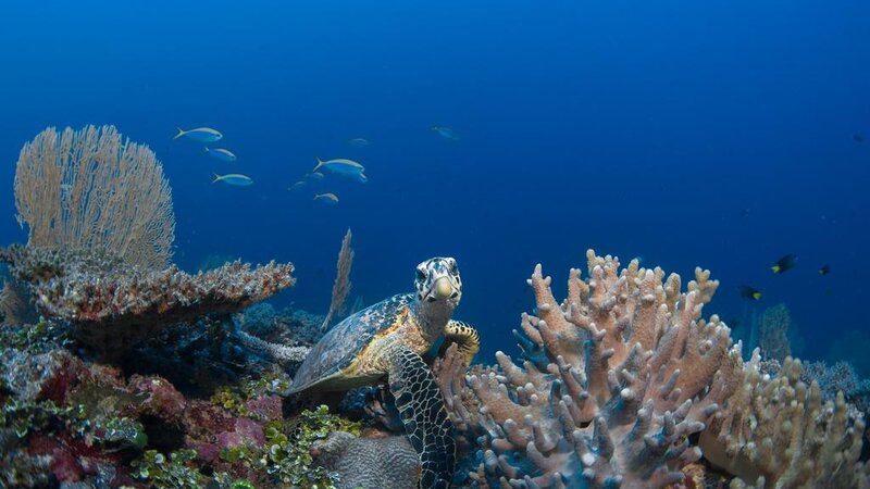 Malediven-Laamu-Atoll-Six-Senses-Laamu-onderwater-schildpad