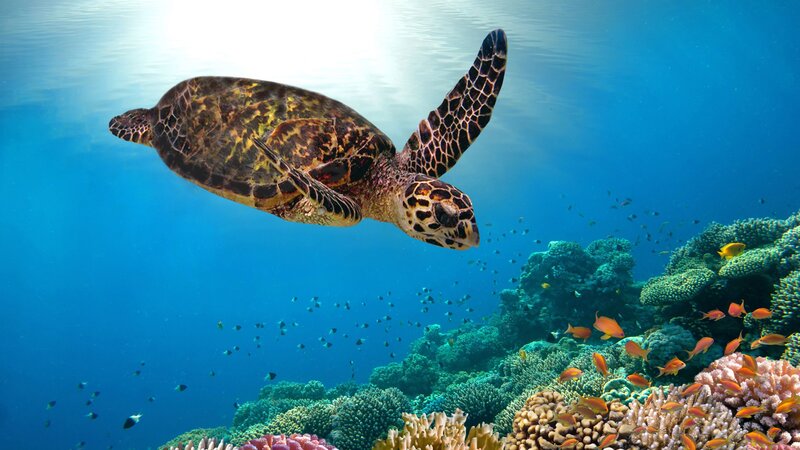 Malediven-Onderwaterwereld-snorkelen