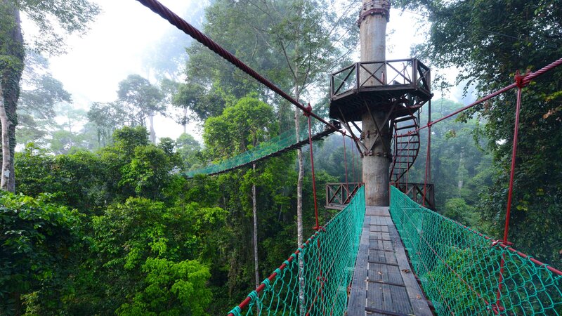 Maleisië-Danum-Vallei-Borneo-Rainforest-Lodge-canopy-3