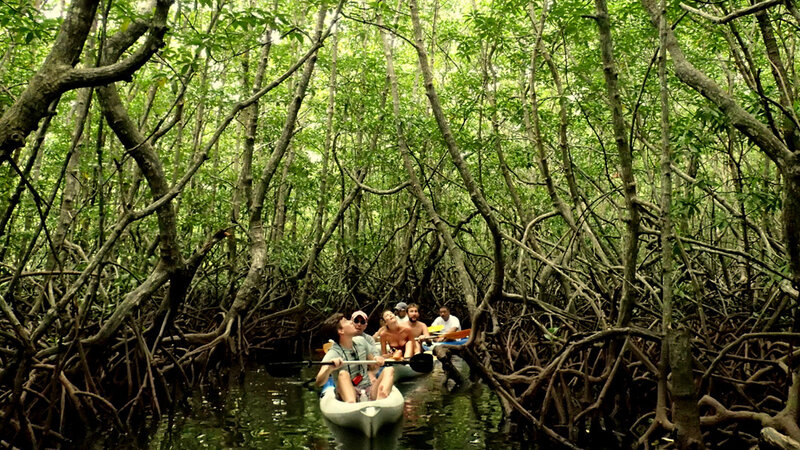 Maleisië-Kota-Kinabalu-Gaya-Island-Resort-mangrove-kajak