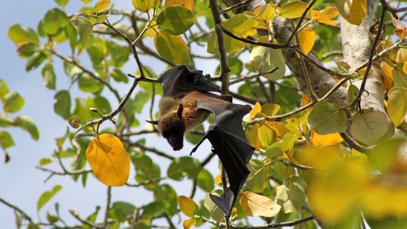 Mauritius-algemeen-Black River Gorges National Park (3)