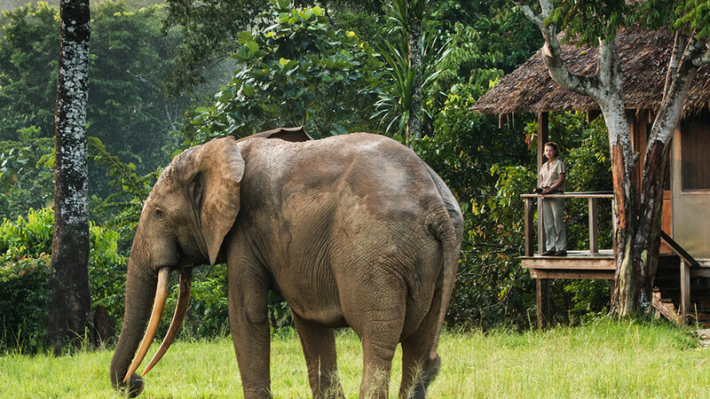 mboko-camp-olifant