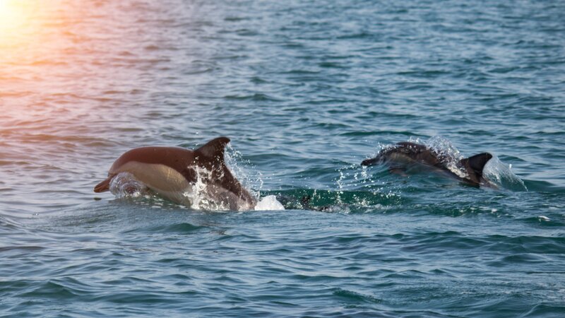 Mozambique-algemeen-dolfijnen