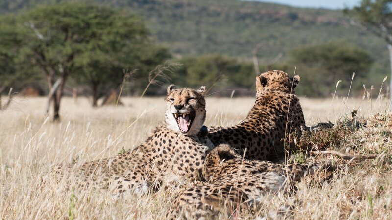 Namibië-algemeen-cheeta's