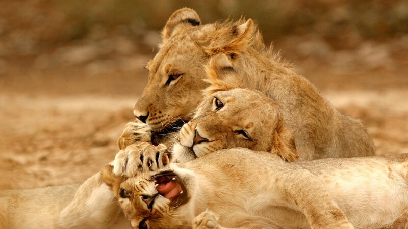 Namibië-algemeen-leeuwen