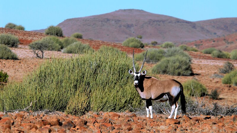 Namibië-algemeen-orynx 1