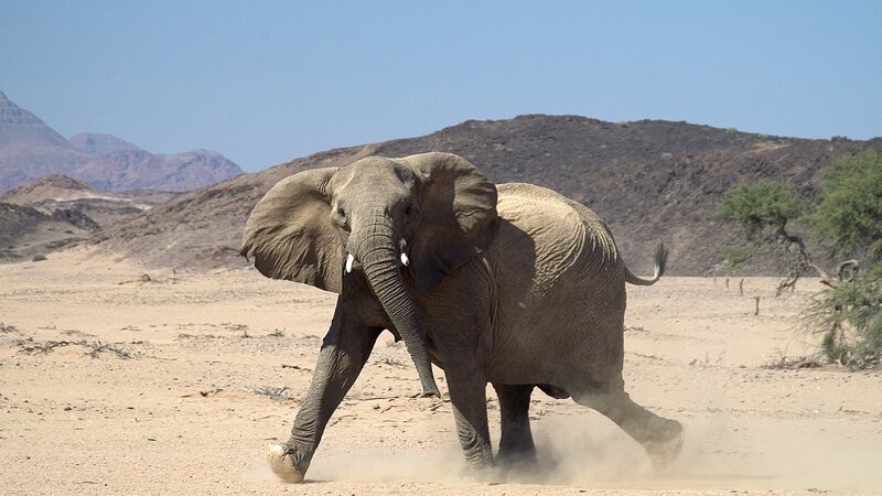 Namibië-Damaraland-hoogtepunt-olifant