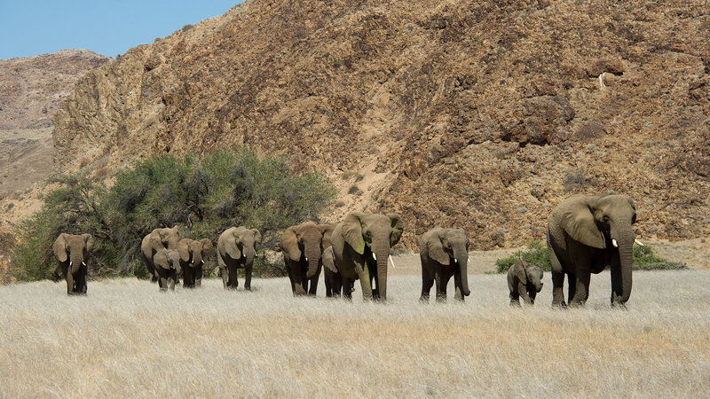 Namibië-doronawas (19)